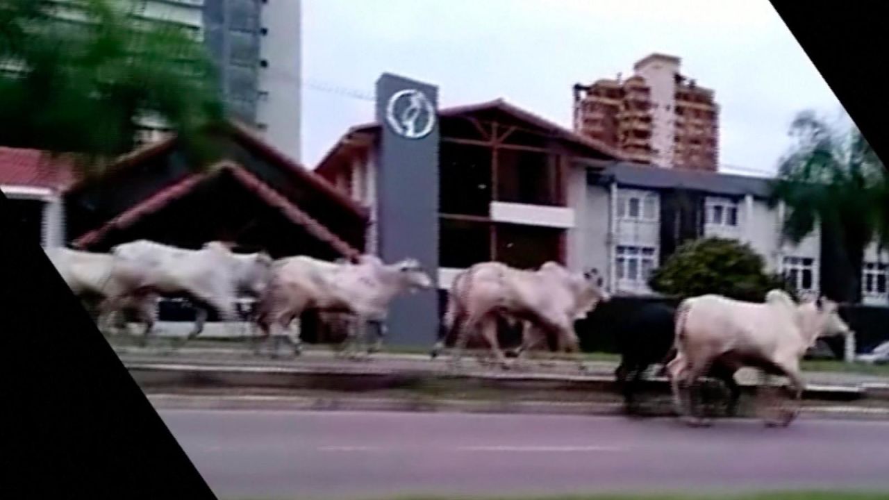 CNNE 1012137 - estampida de vacas deja heridos en bolivia