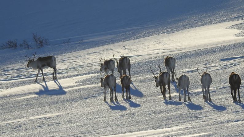 Vida salvaje: los renos eran algo habitual. Foto: Valentina Miozzo/ViaggiareLibera