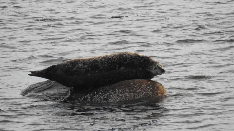 Peso de invierno: las focas también eran algo común en Kongsfjord. Foto: Valentina Miozzo/ViaggiareLibera