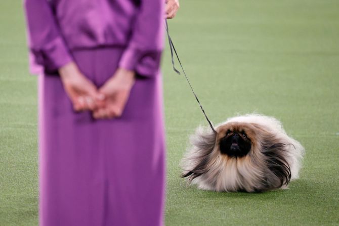 Wasabi el pequinés de tres años compite en la categoría Best in Show en el Westminster Kennel Club Dog Show el 13 de junio. Michael Loccisano / Getty Images