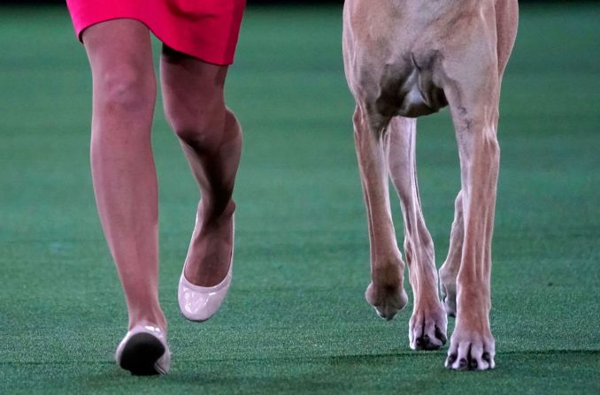 Un gran danés corre con su guía durante la evaluación del grupo de trabajo en la 145a Exposición Canina Anual de Westminster Kennel Club el 13 de junio. Timothy A. Clary / AFP / Getty Images