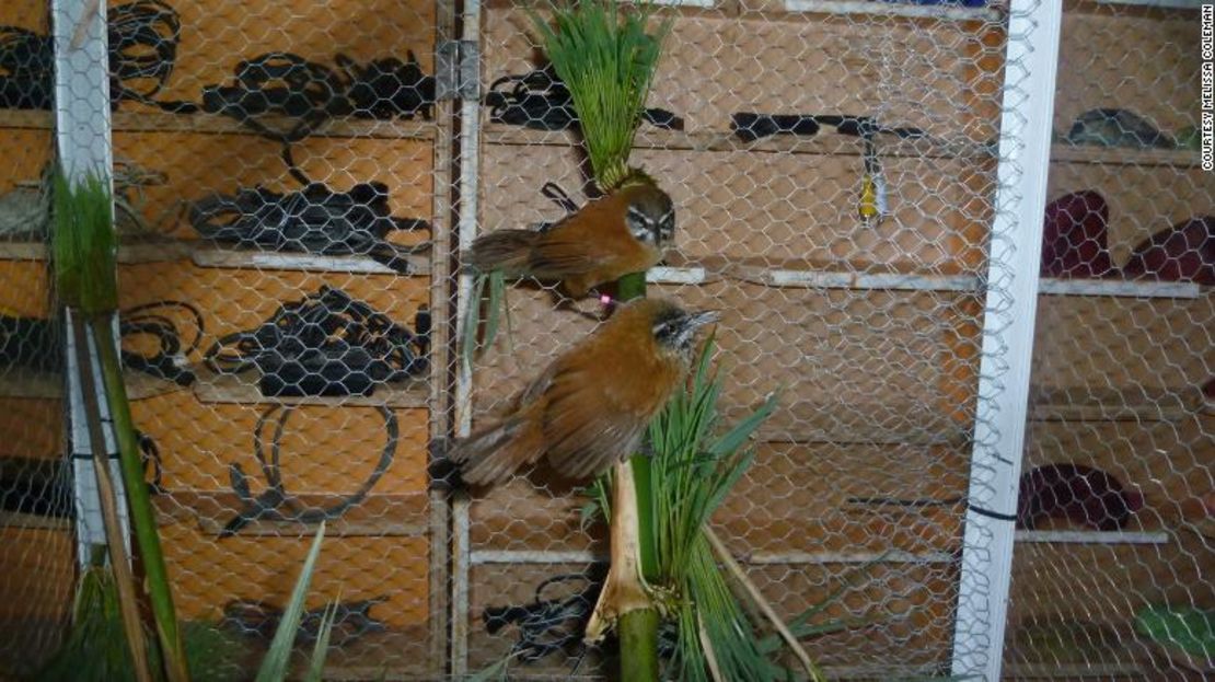 Los Pheugopedius euophrys son pájaros cantores que viven en matorrales de bambú en la región de los Andes.