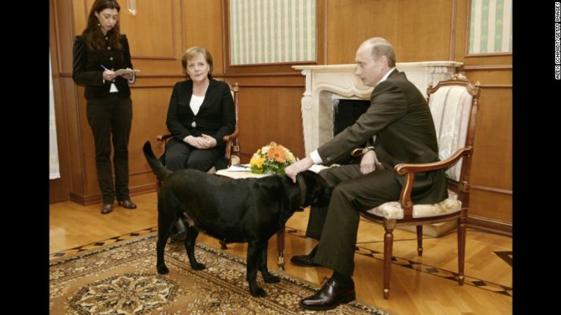 Putin acaricia a su perro Kuni mientras se dirige a los periodistas con la canciller alemana Angela Merker en enero de 2007. Merkel, supuestamente temerosa de los perros desde que uno la atacó en 1995, fue fotografiada luciendo claramente incómoda cuando Putin llevo a su gran labrador negro a la reunión en Sochi, Rusia. Años más tarde, le dijo al periódico alemán Bild que no tenía intención de intimidar a Merkel. "Cuando descubrí que a ella no le gustan los perros, por supuesto me disculpé", dijo.