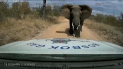 CNNE 1014342 - hombre registra el ataque de un elefante a su camioneta