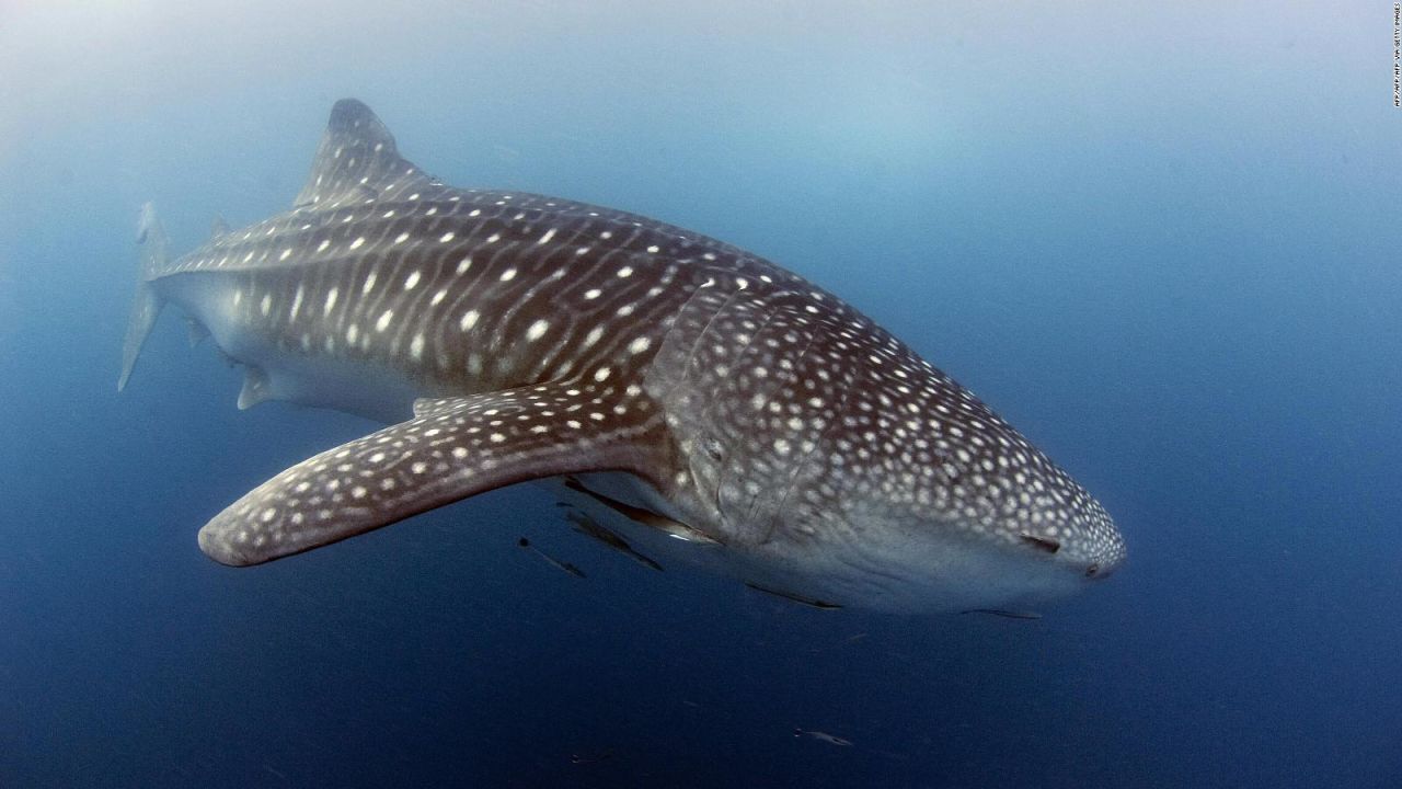 CNNE 1014599 - las ballenas caminaban por la tierra hace millones de anos