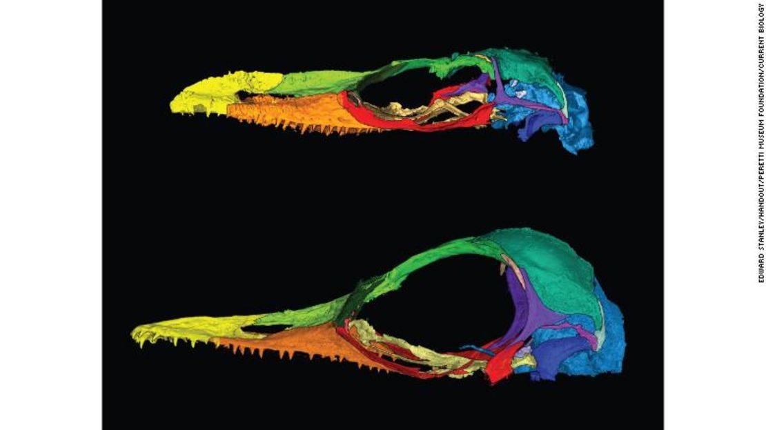 Oculudentavis naga, arriba, pertenece a la misma familia que Oculudentavis khaungraae, abajo. Los cráneos de ambos especímenes se deformaron durante la preservación, enfatizando los rasgos de lagarto en uno y los rasgos de pájaro en el otro.