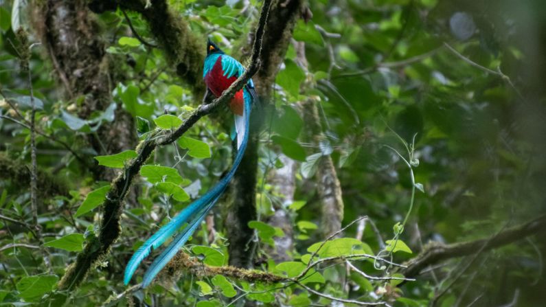 "El quetzal, ave nacional de Guatemala, en peligro de extinción, habita los bosques nubosos del país. La cola del macho puede llegar a medir hasta un metro de largo", cuenta el fotógrafo austriaco guatemalteco.