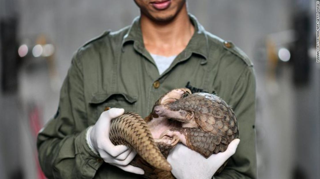 Un cuidador de Save Vietnam's Wildlife sosteniendo un pangolín dentro de su recinto, en septiembre de 2020.