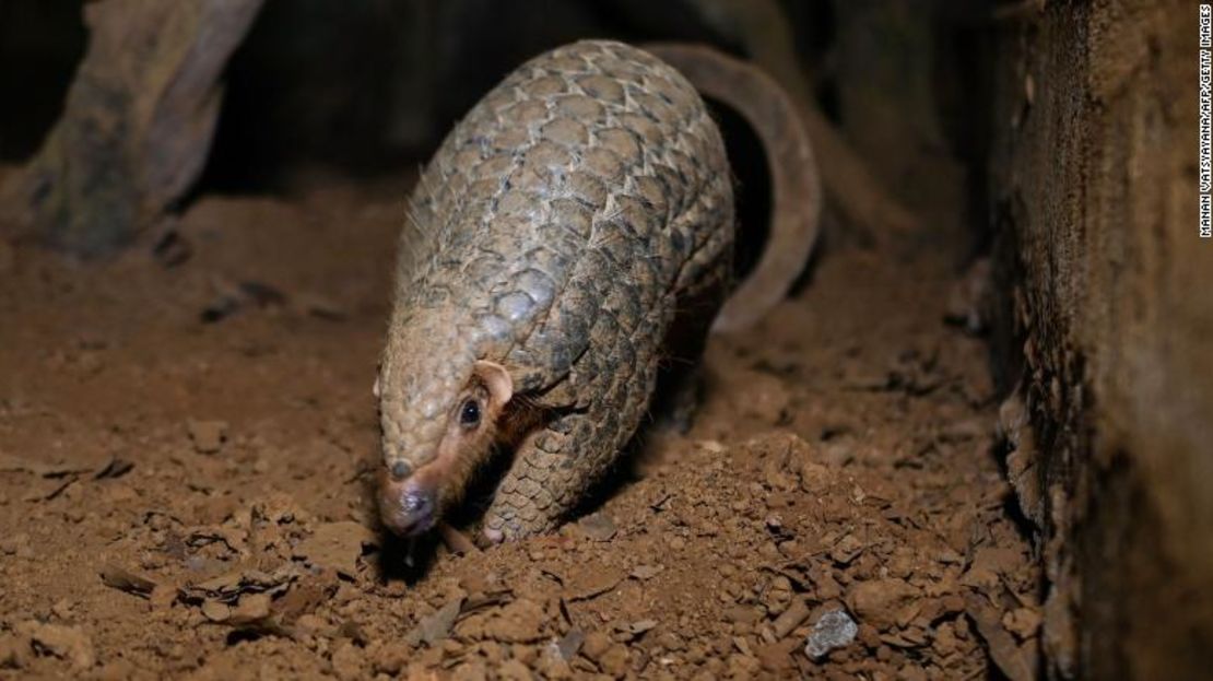 Un pangolín saliendo de un túnel subterráneo en un centro dirigido por Save Vietnam's Wildlife, el 14 de septiembre de 2020.