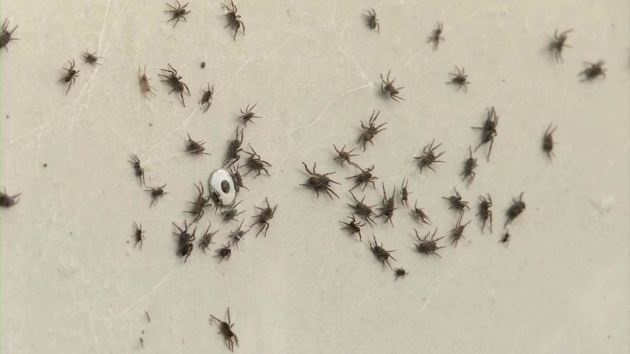 CNNE 1014979 - impresionante invasion de aranas al sur de australia