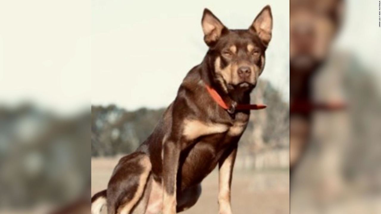 cual es el perro mas popular