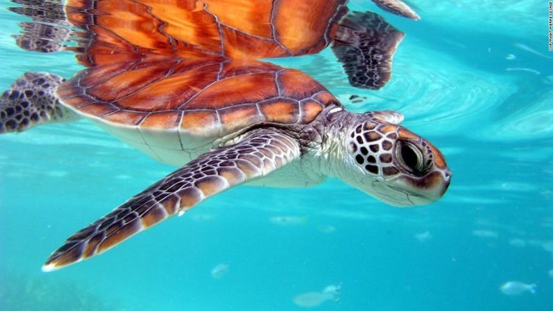 Tortuga verde -- Las tortugas verdes están clasificadas como en peligro de extinción por la IUCN, que considera que la recolección de huevos y adultos en las playas donde anidan es la mayor amenaza para su futuro.