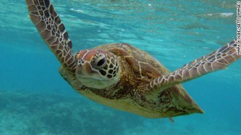Tortuga carey -- La tortuga carey existe en todos los océanos del mundo, pero fue catalogada como en peligro crítico por la Lista Roja de especies de la IUCN en 2008 (su última evaluación). Su caparazón se ha utilizado históricamente para joyería, y aunque el comercio internacional de carey está prohibido, todavía se produce.