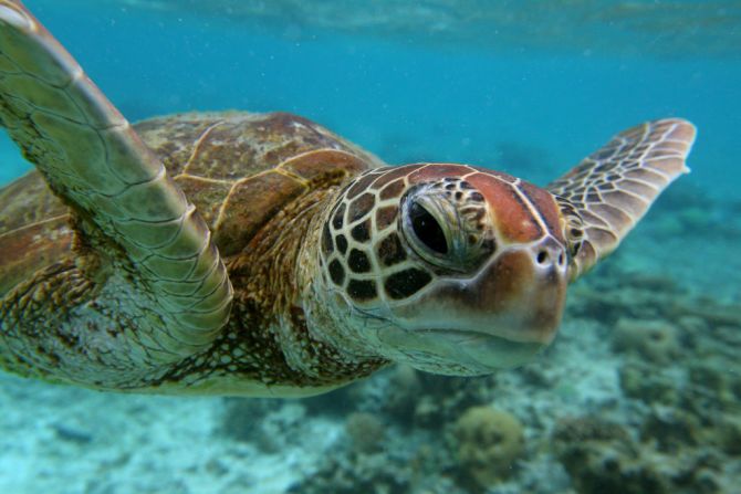 Tortuga carey -- El Fondo Mundial para la Naturaleza (WWF por sus siglas en inglés) enumera la pérdida de hábitats de anidación y alimentación, la caza furtiva de huevos, la mortalidad relacionada con la pesca, la contaminación y el desarrollo de las costas entre las amenazas a las que se enfrenta la tortuga carey. El WWF afirma que las tortugas carey del Pacífico Oriental son "probablemente la población de tortugas marinas más amenazada del mundo".