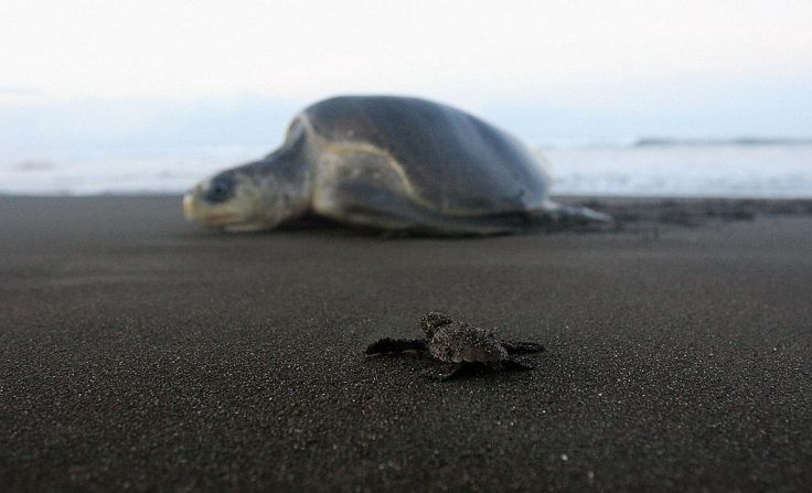Tortuga lora -- Es la tortuga marina más pequeña, que crece hasta 70 cm y 60 kg, y tarda entre 10 y 15 años en alcanzar la madurez sexual. Junto con la tortuga golfina, es la única tortuga marina que anida en masa.