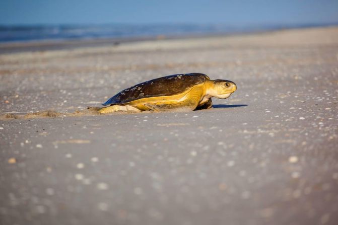 Tortuga plana -- Las tortugas planas solo anidan en la costa norte de Australia y viven en el océano entre Australia, Papúa Nueva Guinea y el sur de Indonesia. Pueden permanecer activas bajo el agua durante más tiempo que la mayoría de las tortugas marinas.