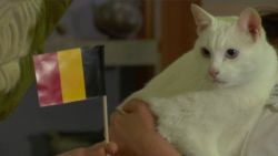 CNNE 1016295 - el gato que predice a los ganadores de la eurocopa