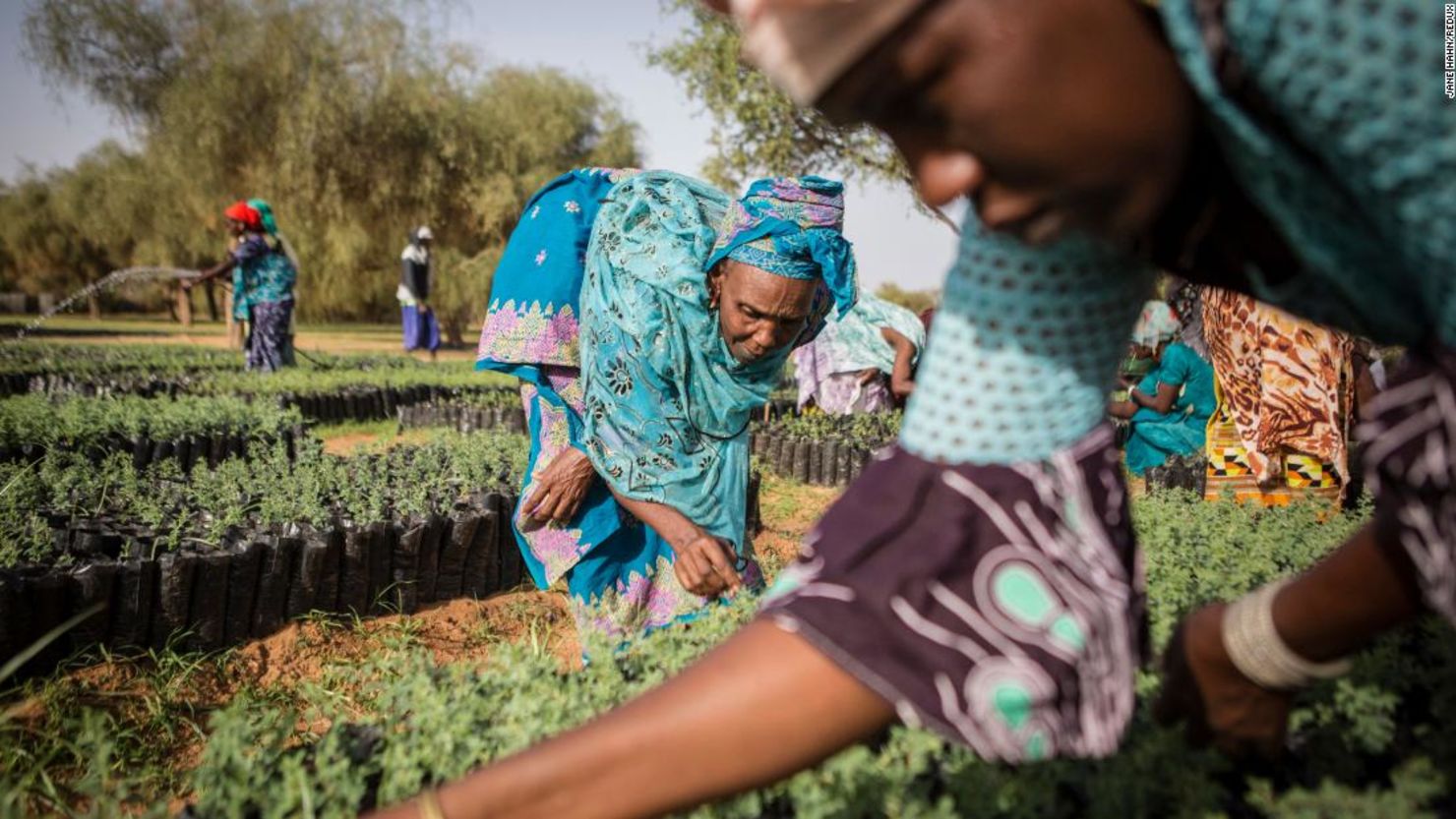 Para frenar el desierto del Sahara, la iniciativa de la Gran Muralla Verde espera restaurar 100 millones de hectáreas de tierra en el norte de África para 2030.
