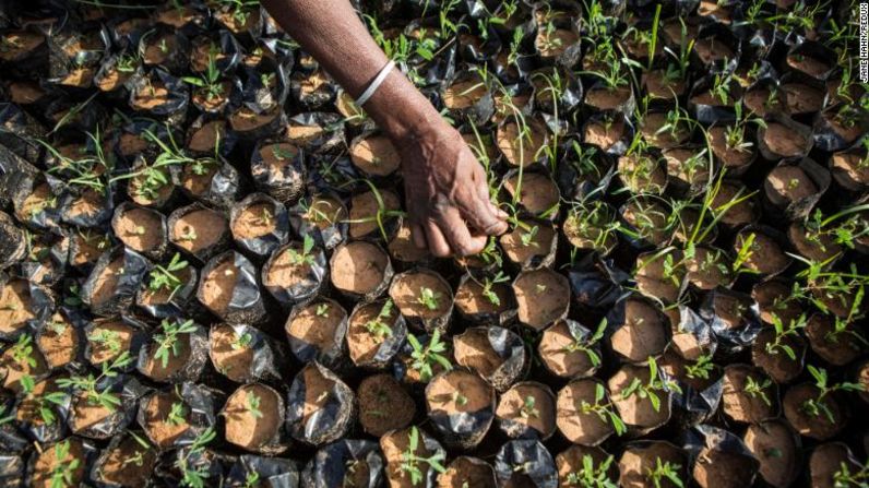 Además del objetivo de la Gran Muralla Verde de restaurar la tierra, también está el de crear 10 millones de puestos de trabajo en las zonas rurales. Hasta ahora se han creado 335.000, y el cultivo de frutas y productos forestales ha generado US$ 90 millones, según la ONU.