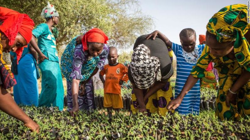 Restaurar la tierra y aumentar la fertilidad creará oportunidades económicas para las comunidades locales. Aquí, en Senegal, miembros de la Asociación de Mujeres de Koyly arrancan las malas hierbas de los plantones como parte de su trabajo.