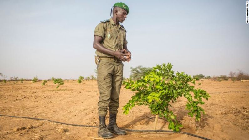 El Haji Gouebiaby, jefe de la base de la Gran Muralla Verde en Senegal, se encuentra junto a un limonero en crecimiento, un experimento en marcha para ver si la fruta sobrevive en condiciones áridas.