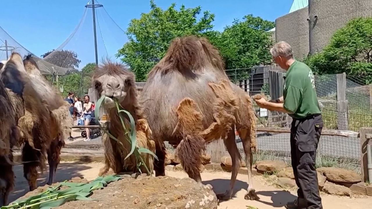 CNNE 1016603 - el nuevo estilo de estos camellos para combatir el calor