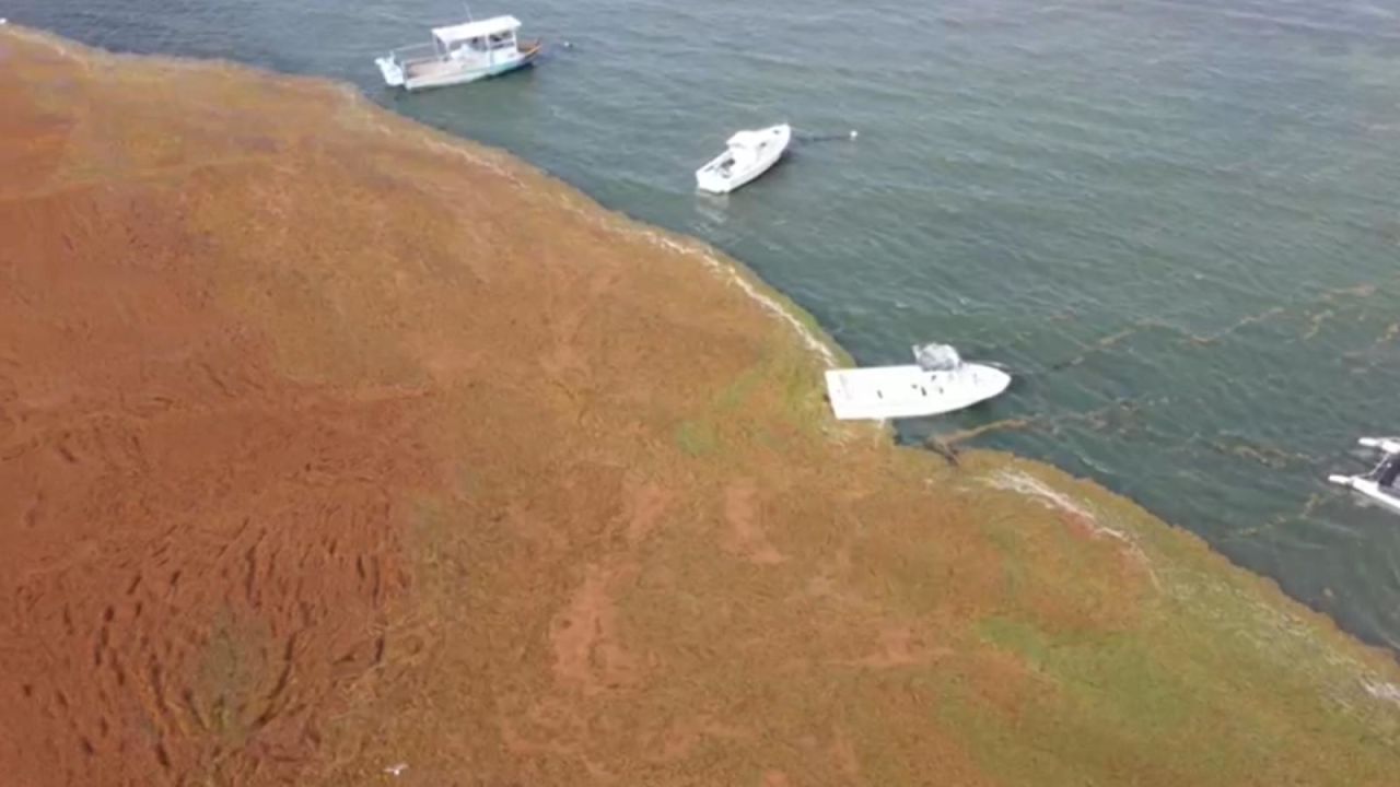 CNNE 1017630 - bahia de puerto rico parece campo de golf por sargazo