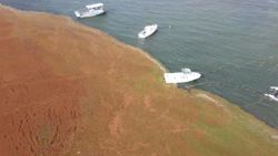 CNNE 1017630 - bahia de puerto rico parece campo de golf por sargazo