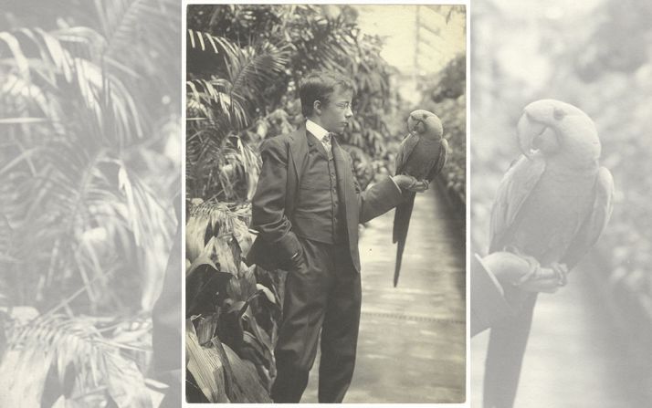Theodore Roosevelt Jr. con Eli Yale, un guacamayo jacinto de color azul brillante que vivía en el invernadero de la Casa Blanca que más tarde fue derribado para dar paso al ala oeste, que hoy alberga la Oficina Oval. Fuente: Biblioteca del Congreso de Estados Unidos