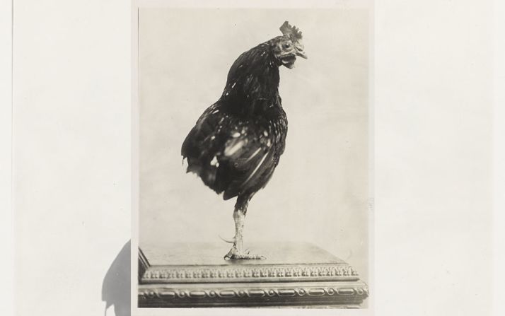 La familia Roosevelt también tuvo como mascota a un gallo de una sola pierna. Fuente: Biblioteca del Congreso de Estados Unidos