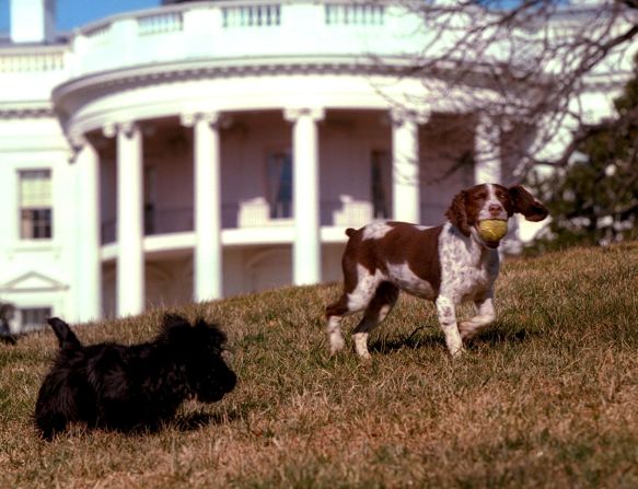 George W. Bush (2001 – 2009) y su familia tuvieron 4 perros y 1 gato. Entre ellos está Barney, un terrier escocés, y Spot, un Springer Spaniel inglés. En esta foto ambos juegan en el jardín sur de la Casa Blanca el 23 de enero de 2001. Crédito: THE WHITE HOUSE / AFP a través de Getty Images.