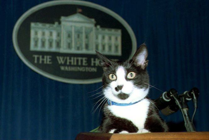 Socks, el gato de la Casa Blanca, se sienta en lo alto del podio en la sala de conferencias de prensa de la Casa Blanca el 19 de marzo de 1994. Un jardinero que pasea regularmente a Socks lo llevó a la sala de prensa y lo colocó sin previo aviso en el podio. Foto: JENNIFER YOUNG / AFP a través de Getty Images