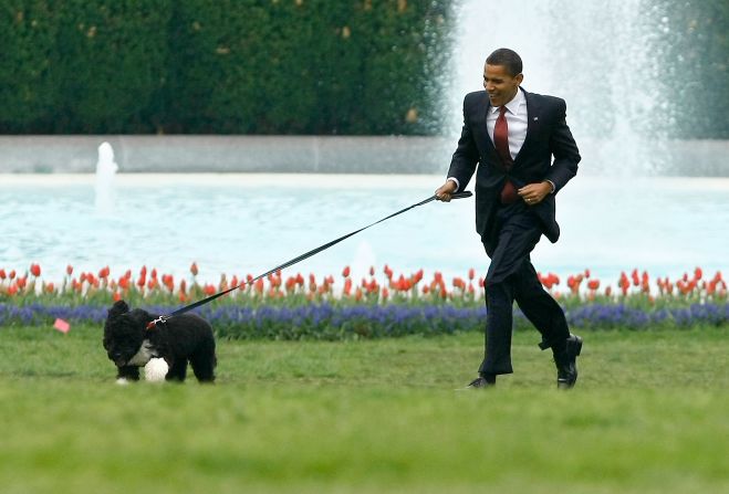 Barack Obama (2009 – 2017) corre con el nuevo perro de la familia, un perro de agua portugués llamado Bo, en el jardín sur de la Casa Blanca el 14 de abril de 2009 en Washington. Esta raza de perro se considera una buena mascota para los niños que tienen alergias, como lo hace Malia. Crédito: Chip Somodevilla / Getty Images
