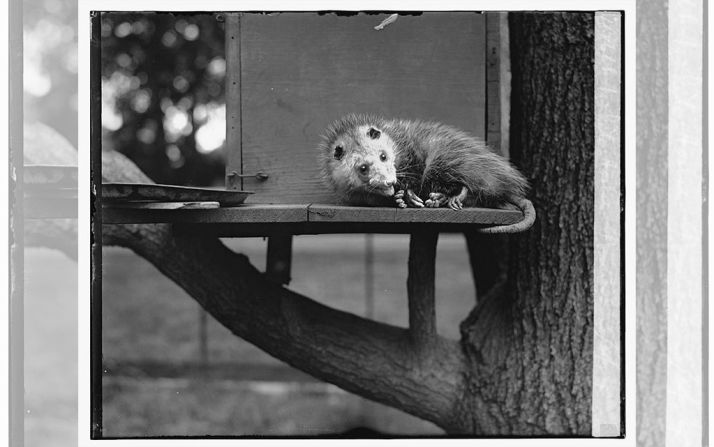 Herbert Hoover (1929 – 1933) tuvo de mascota a varios perros, un canario y a Billy Opossum, una zarigüeya que vivió en la Casa Blanca. Fuente: Biblioteca del Congreso de Estados Unidos