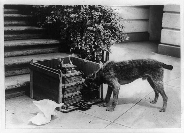 Warren G. Harding (1921 – 1923) tuvo como mascota a un perro llamado Laddie Boy, el "primer perro" en ser cubierto regularmente en la prensa nacional. También tuvo a un bulldog llamado Old Boy, a un canario llamado Petey y a una ardilla llamada Pete.