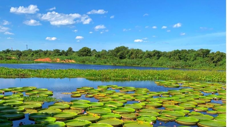 En el distrito de Limpio, a orillas del río Paraguay, se ven los bellísimos lirios gigantes. En guaraní se les llama Jakare Yrupe (Canasta de caimán), por su textura que asemeja la piel de los caimanes. Foto: Charlie Espinola