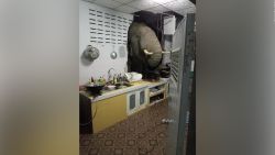 CNNE 1018969 - elefante busca comida en casa de una mujer en tailandia