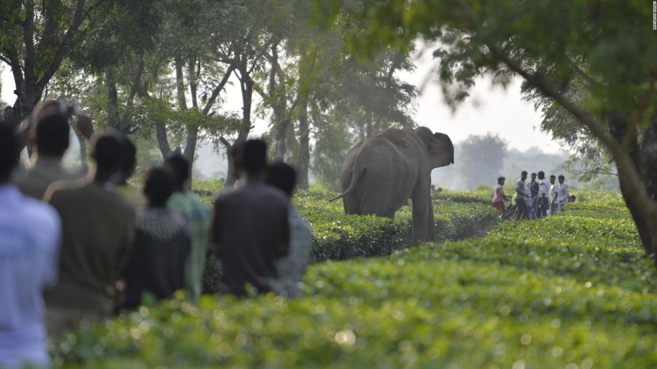 CNNE 1019159 - elefantes y personas luchan en la india