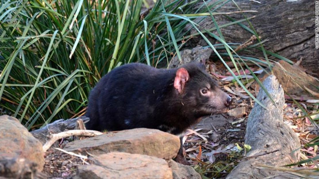 Los demonios de Tasmania se enfrentaban a la amenaza de extinción debido a una enfermedad mortal de un tumor facial.