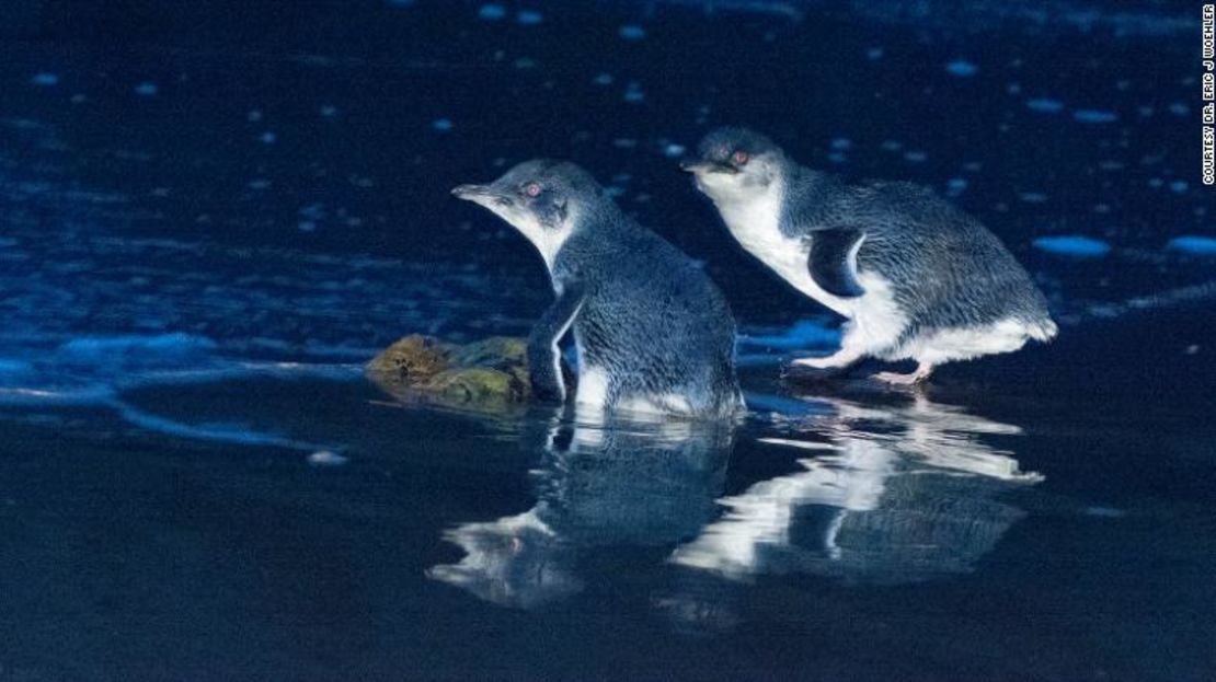 Se han eliminado pequeñas colonias de pingüinos de María Island.