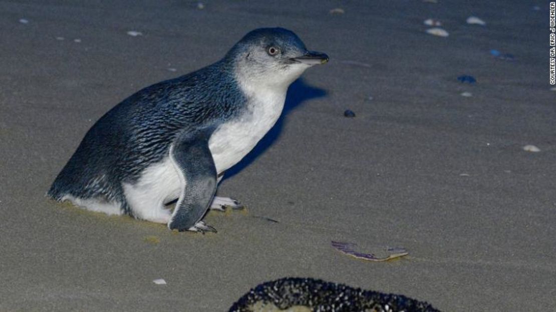 Las colonias de pingüinos podrían restablecerse en la isla, dijeron los conservacionistas.