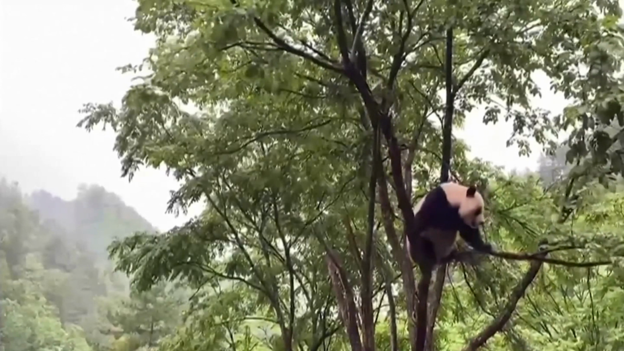 CNNE 1022385 - panda gigante desafia la gravedad en la copa de un arbol