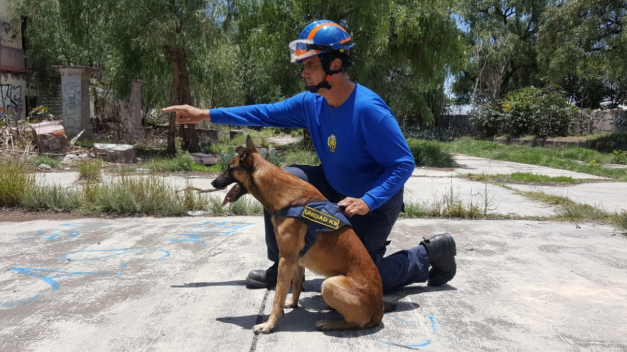 CNNE 1022755 - entrenan a perros rescatistas simulando un juego de caza