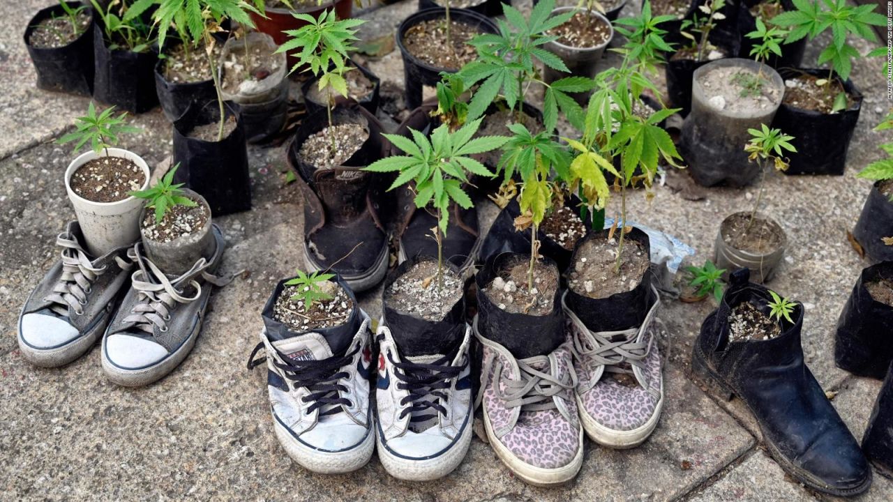 CNNE 1023323 - ¿marihuana legal eleva problemas de violencia y salud?