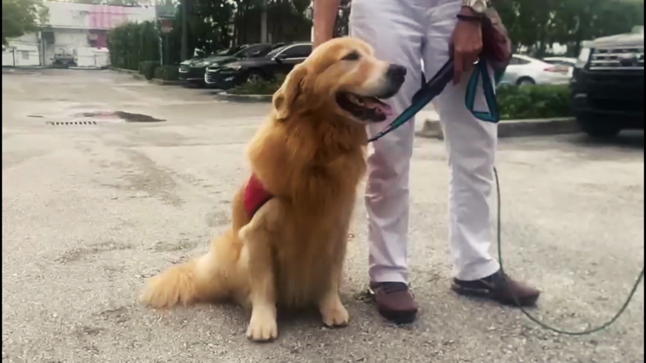 CNNE 1023429 - este perro da alivio a familias del derrumbe en miami