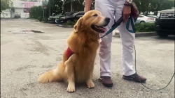 CNNE 1023429 - este perro da alivio a familias del derrumbe en miami