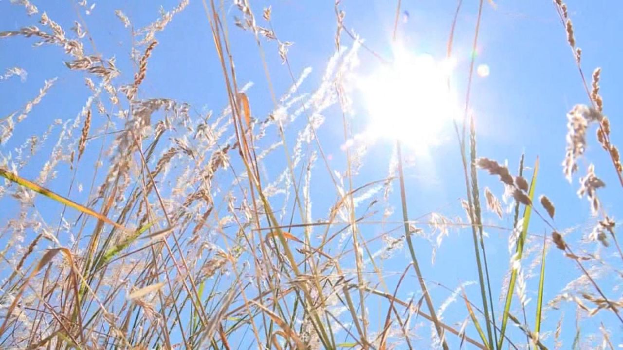 CNNE 1024160 - casi 500 muertes en canada por historica ola de calor