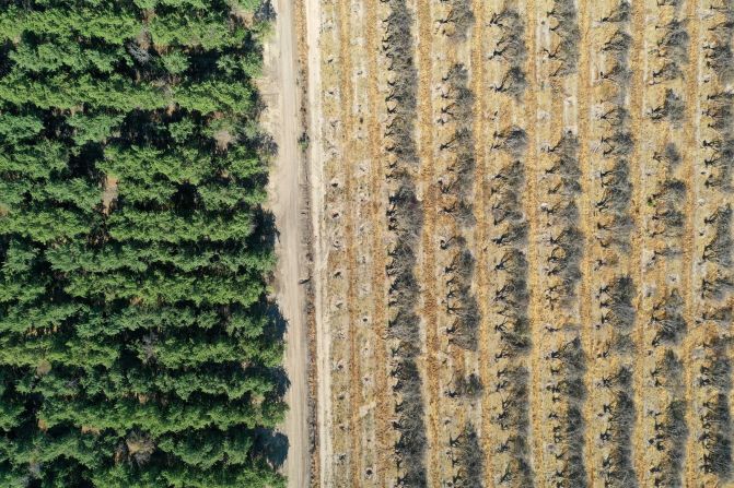 Esta foto aérea muestra hileras de almendros sentados en el suelo durante un proyecto de remoción de un huerto en Snelling, California, el 27 de mayo. Debido a la escasez de agua en el Valle Central, algunos agricultores tienen que quitar cultivos que requieren riego excesivo.