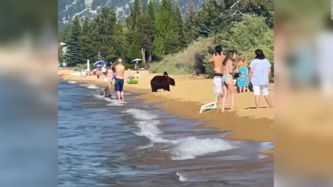 CNNE 1024619 - familia de oso se bana en el mar, junto a las personas