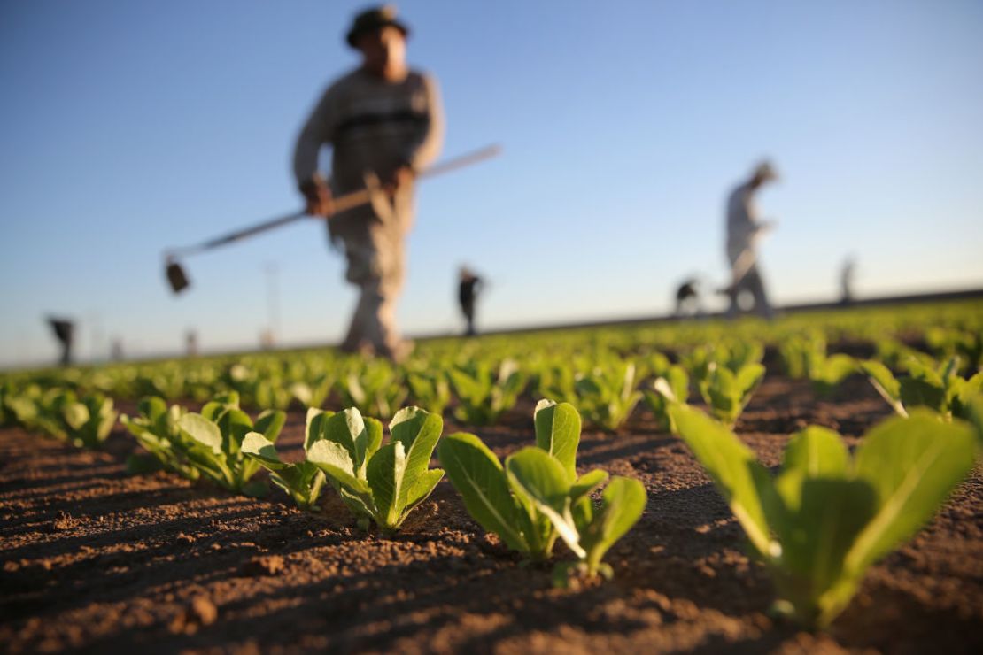 CNNE 1024654 - migrant workers farm crops in southern ca